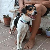 LUKAS (Maria), chien à adopter