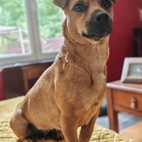 Maika, chienne à adopter