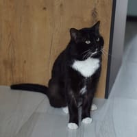 REVE, chat à adopter