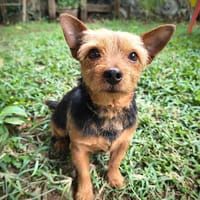 Gnocchi, chien à adopter