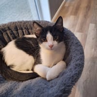 Arjan, katers ter adoptie