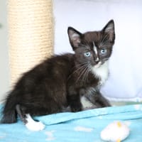Jack, katers ter adoptie
