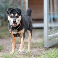 Jasper, pies do adopcji