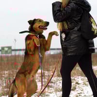 Boston, pies do adopcji