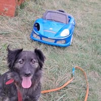 Skittles, pies do adopcji