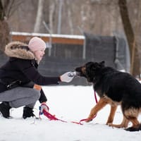 Dobrodziej, pies do adopcji