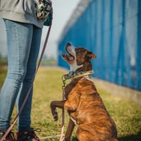 Colby, pies do adopcji
