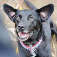 Brownie, pies do adopcji