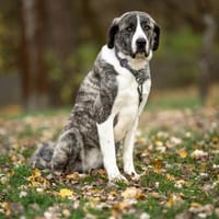 Arcana, suczka do adopcji