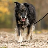 Max, pies do adopcji