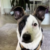 Wer schenkt Tralee ein Zuhause?, Hündin zur Adoption