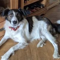 Bajo sucht geduldige Menschen, Hund zur Adoption