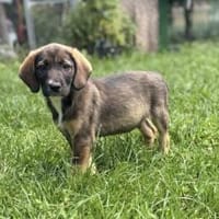Hast du ein Körbchen frei für Irma?, Hündin zur Adoption