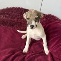 Kuschel Körbchen gesucht, Hündin zur Adoption