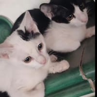 Pluto & Venus suchen ihren Heimplaneten, Kater zur Adoption
