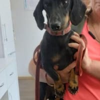Mats  klein, mutig, und voller Hoffnung, Hund zur Adoption