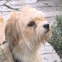 LULU 2, Hündin zur Adoption