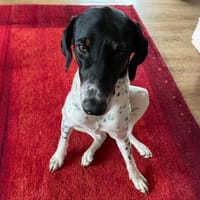 Yuna2 verschmust und gesellig 05/24 DE, Hund zur Adoption