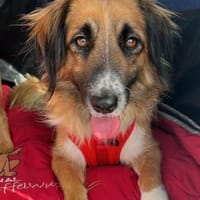 Besuche Grace in 64711 Erbach ❤, Hündin zur Adoption