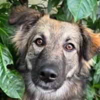 Ria sucht ihr Traumzuhause, Hündin zur Adoption
