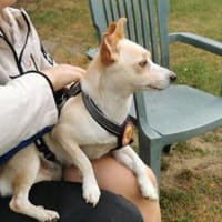 Kuschelmaus Flip sucht Körbchen, Hündin zur Adoption