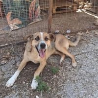Aufgeschlossen freundlich Rudolph, Hund zur Adoption