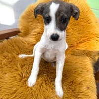 Aira sucht ein Zuhause für immer, Hündin zur Adoption