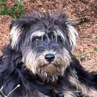 LILLY ist bildhübsch, Hündin zur Adoption