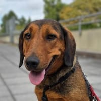Anka eine Hundeseele sucht Dich..., Hündin zur Adoption