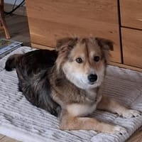 Emmi möchte ankommen, Hündin zur Adoption