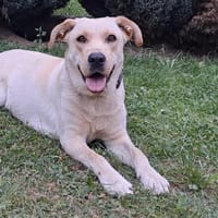 Luna, 1,5-jährige  Labi Hündin, Hündin zur Adoption