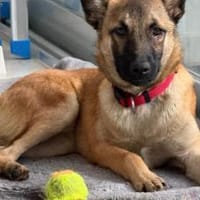 Süße Perla wartet auf dich, Hündin zur Adoption