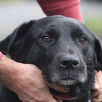 Douce - ❤❤sehr verspielt u. kinderlieb, Hund zur Adoption