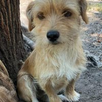 Süße CAPA sucht ein liebevolles Zuhause, Hündin zur Adoption