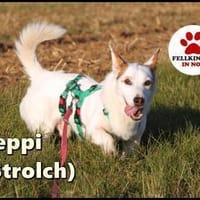 Corgi Mischling Peppi sucht sein Glück, Hund zur Adoption