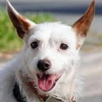 Joaozinho, Podengo-Mix, scheuer Bub, Hund zur Adoption