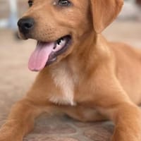 hübsche Valeria 🤩, Hündin zur Adoption