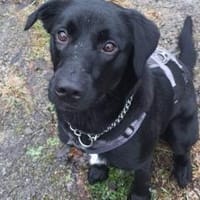 Trudy sucht ein aktives Zuhause, Hündin zur Adoption