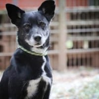 Blacky hat ein schönes Zuhause verdient, Hund zur Adoption