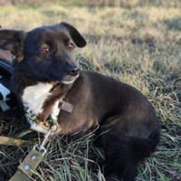 Gerda  Ein Wunderhund voller Liebe, Hündin zur Adoption