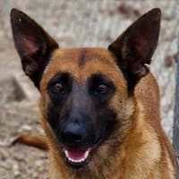 Thai, geb. ca. 06/2023, 58313 Herdecke, Hündin zur Adoption