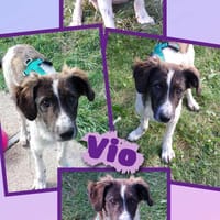 Hübscher Vio sucht neues zuhause!, Hund zur Adoption