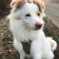 Bo - gesprächig&aktiv, Hund zur Adoption