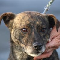 Gustav - fröhlich u. verspielt, Hund zur Adoption
