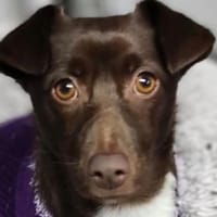 Kashka  Lustige Maus sucht ..., Hündin zur Adoption