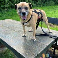 BELLA sucht ihr Glückskörbchen, Hündin zur Adoption
