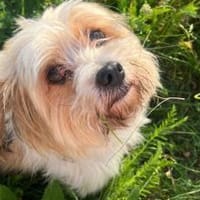 Sidonie wartet auf ihre Familie, Hündin zur Adoption