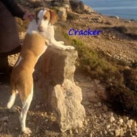 Cracker ein treuer Begleiter 10/21 DE PS, Hund zur Adoption
