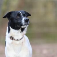 Sensibler Snoopy sucht ein Zuhause, Hund zur Adoption