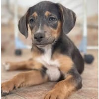 hübsche Velia 🥰🥰🥰, Hündin zur Adoption